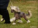 Arche Vita Rose of Silesia Chinese Crested
