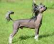 Sunstreaker Kharma Chameleon Chinese Crested