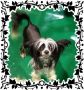 Nupoil's Timour D'amour Chinese Crested
