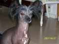 Mydestiny That's All Right Mama Chinese Crested
