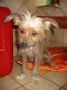 bahamas des fils du rugby Chinese Crested