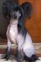 Larnel' Janian Grand Chinese Crested