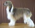 Sforzy Morehaira Chinese Crested