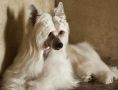 Ch Ivy Talk O' The Town at BoulderCrest Chinese Crested