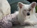 Shulune Pillow Talk With Clanest Chinese Crested