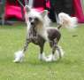 Crest'd Label Step A'Side Boy'z Chinese Crested