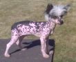 Hypa Vypa of Pughbear Chinese Crested