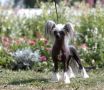 Narnia Lusy Avokaduh Chinese Crested