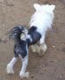 Mstical Dances With Magic Chinese Crested