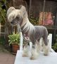Cladary Triumph Gali Lion Chinese Crested