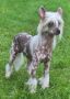 Lady Ml Ghost Rider Chinese Crested