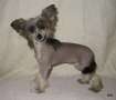 Dragon Moon Cassiopeia Chinese Crested