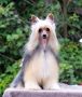 Antonella The Huntress (Cantarell) Chinese Crested