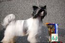 Sun Dan Piece of Heaven Chinese Crested