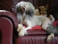Kelembra Divinely Decadent Chinese Crested