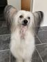 Maybell's Coco Crunch Chinese Crested