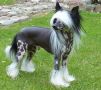 Silkencrest Domino De Luxe Chinese Crested