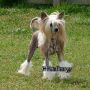 Roc N Win Little Bit of Heaven Chinese Crested