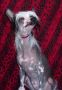 Roc N Win How Stella Got It Chinese Crested