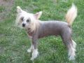 King Troy of Ponyville Chinese Crested