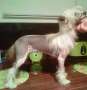 Gizootys Diamond Lilly for Steelthorn Chinese Crested