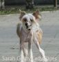 Sarah Gold Lady Blues Chinese Crested