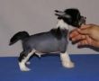 .. Bajer Staff Chinese Crested