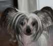 Mini Star's Brittney Spears Chinese Crested