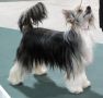 Crestyle Winners Takes It All Chinese Crested