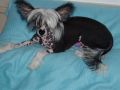 Ecusson des faux bourgeois Chinese Crested