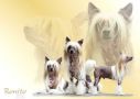 Yaquinas Best Of Best Chinese Crested