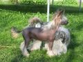 Om Ints Gant Chinese Crested