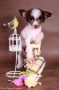 Fantasy of Nature Chinese Crested
