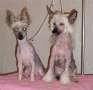 Opus Palmare Luxurious Baby Chinese Crested