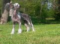 Pideraq's Best way is my way Chinese Crested