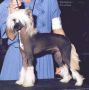 Tamarlane's The Untouchable Chinese Crested