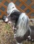 Zucci's love Triangle Chinese Crested