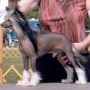 Gemstone's Just Push Play Chinese Crested