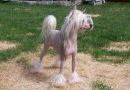 Kasma's Little E Chinese Crested