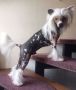 Little Dog Of Dream On The Top Chinese Crested