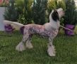 Oryginal Jak Sie Patrzy Roingold Chinese Crested