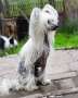 Uljana Planet of Dream Chinese Crested