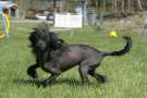 Gamla Bodens Mini Queen Of Bear Chinese Crested