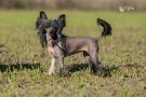Yaquina's  Do Me A Favour Chinese Crested