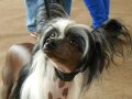 Ares Mohra Crestdo Chinese Crested