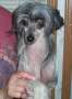 Mstical Blues Clues Chinese Crested
