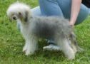 Holly Ruby Lunar Sonata Chinese Crested