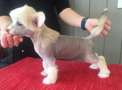 Moelmo's Wild At Heart Legolas Chinese Crested
