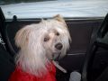 Madness Al Capone Chinese Crested
