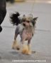 Finka-Minka Capo Vaticano Chinese Crested